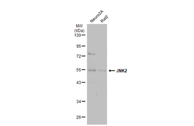 Anti-JNK2 antibody [N1C3] used in Western Blot (WB). GTX105523