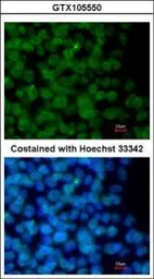 Anti-ZNF198 antibody used in Immunocytochemistry/ Immunofluorescence (ICC/IF). GTX105550