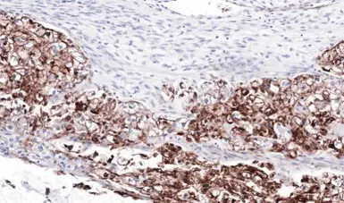 Anti-FLRT1 antibody [N1N3] used in IHC (Paraffin sections) (IHC-P). GTX105597