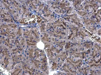 Anti-EEF1E1 antibody [N1C3] used in IHC (Paraffin sections) (IHC-P). GTX105658