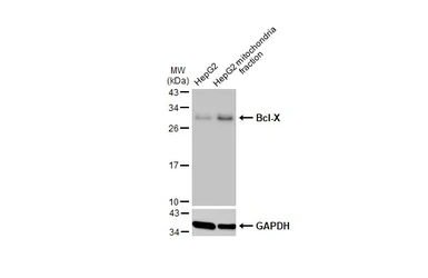 Anti-Bcl-X antibody used in Western Blot (WB). GTX105661