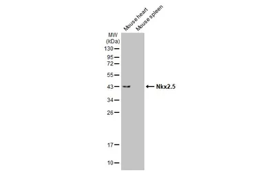 Anti-Nkx2.5 antibody used in Western Blot (WB). GTX105711