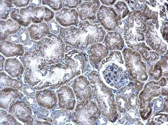 Anti-WBSCR22 antibody used in IHC (Paraffin sections) (IHC-P). GTX105840