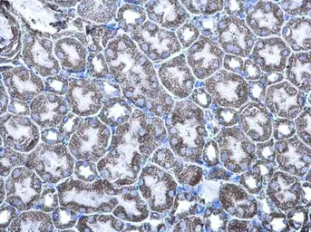 Anti-MDH2 antibody used in IHC (Paraffin sections) (IHC-P). GTX105870