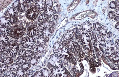 Anti-MDH2 antibody used in IHC (Paraffin sections) (IHC-P). GTX105870