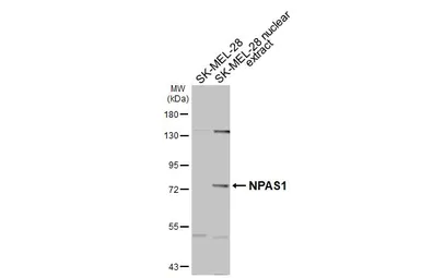 Anti-NPAS1 antibody used in Western Blot (WB). GTX105876