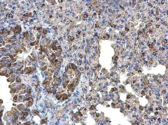 Anti-Monoamine Oxidase B antibody [N2C3] used in IHC (Paraffin sections) (IHC-P). GTX105970