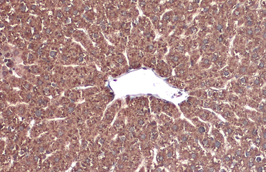 Anti-Monoamine Oxidase B antibody [N2C3] used in IHC (Paraffin sections) (IHC-P). GTX105970