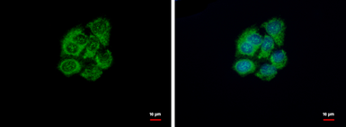 Anti-GSTZ1 antibody [N1C3] used in Immunocytochemistry/ Immunofluorescence (ICC/IF). GTX106109