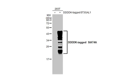 Anti-SIAT4A antibody used in Western Blot (WB). GTX106121
