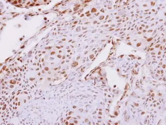 Anti-Carboxypeptidase E antibody [N2C2], Internal used in IHC (Paraffin sections) (IHC-P). GTX106177