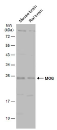 Anti-MOG antibody [C2C3], C-term used in Western Blot (WB). GTX106283