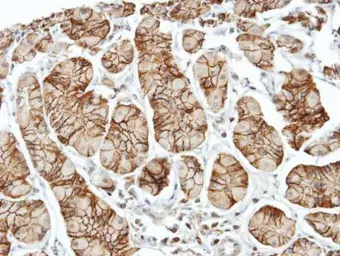 Anti-ELMO1 antibody [C3], C-term used in IHC (Paraffin sections) (IHC-P). GTX106301