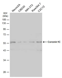 Anti-Coronin 1C antibody [C3], C-term used in Western Blot (WB). GTX106469