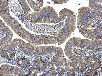 Anti-EEF1B2 antibody [N1C3] used in IHC (Paraffin sections) (IHC-P). GTX106535