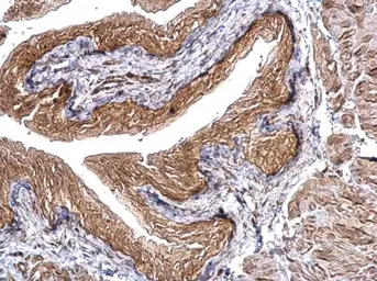 Anti-CHMP5 antibody [N1C3] used in IHC (Paraffin sections) (IHC-P). GTX106692