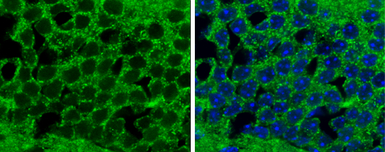 Anti-MZB1?antibody used in IHC (Frozen sections) (IHC-Fr). GTX106794