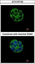 Anti-ASB5 antibody [N1C3] used in Immunocytochemistry/ Immunofluorescence (ICC/IF). GTX107132