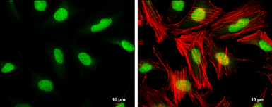 Anti-TFIIB antibody [N1C3] used in Immunocytochemistry/ Immunofluorescence (ICC/IF). GTX107327