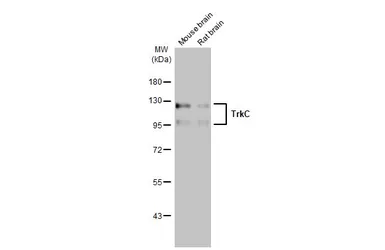 Anti-TrkC antibody used in Western Blot (WB). GTX107385