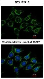 Anti-Acylglycerol kinase antibody used in Immunocytochemistry/ Immunofluorescence (ICC/IF). GTX107413