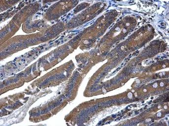 Anti-MEK6 antibody [N1C3] used in IHC (Paraffin sections) (IHC-P). GTX107445