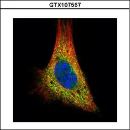 Anti-PKA C alpha antibody used in Immunocytochemistry/ Immunofluorescence (ICC/IF). GTX107567