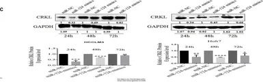Anti-CrkL antibody used in Western Blot (WB). GTX107677