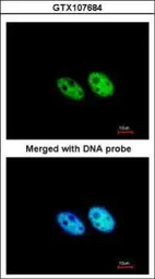 Anti-SART3 antibody [C3], C-term used in Immunocytochemistry/ Immunofluorescence (ICC/IF). GTX107684