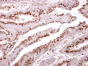 Anti-GOLPH2 antibody [C3], C-term used in IHC (Paraffin sections) (IHC-P). GTX107702