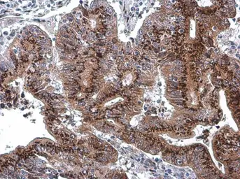 Anti-GOLPH2 antibody [C3], C-term used in IHC (Paraffin sections) (IHC-P). GTX107702