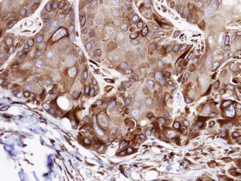 Anti-VPS16 antibody used in IHC (Paraffin sections) (IHC-P). GTX107716