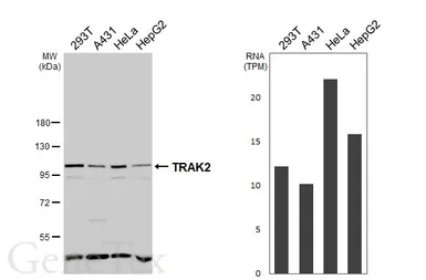 Anti-TRAK2 antibody [C3], C-term used in Western Blot (WB). GTX107718