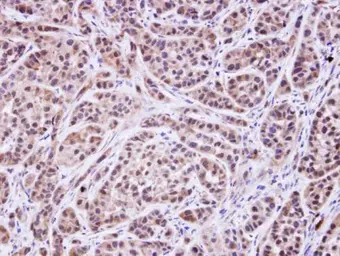 Anti-MVK antibody [N3C3] used in IHC (Paraffin sections) (IHC-P). GTX107761