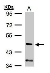 Anti-PI3 kinase p55 gamma antibody used in Western Blot (WB). GTX107779