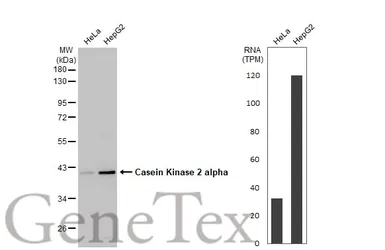 Anti-Casein Kinase 2 alpha antibody used in Western Blot (WB). GTX107897