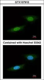 Anti-NLK antibody [N3C3] used in Immunocytochemistry/ Immunofluorescence (ICC/IF). GTX107910