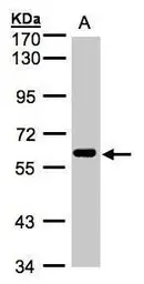 Anti-CLK2 antibody [N3C3] used in Western Blot (WB). GTX107930