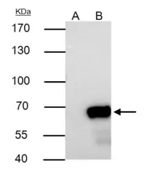 Anti-Nucleoporin p62 antibody used in Immunoprecipitation (IP). GTX107973