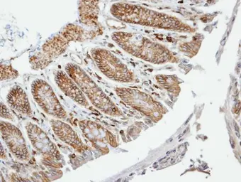 Anti-VAM1 antibody [N1], N-term used in IHC (Paraffin sections) (IHC-P). GTX108010