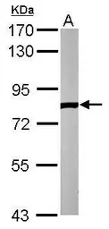 Anti-ELMO2 antibody [C3], C-term used in Western Blot (WB). GTX108070