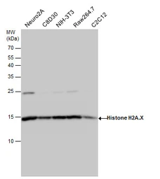Anti-Histone H2A.X antibody used in Western Blot (WB). GTX108272