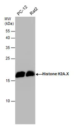 Anti-Histone H2A.X antibody used in Western Blot (WB). GTX108272
