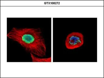 Anti-Histone H2A.X antibody used in Immunocytochemistry/ Immunofluorescence (ICC/IF). GTX108272