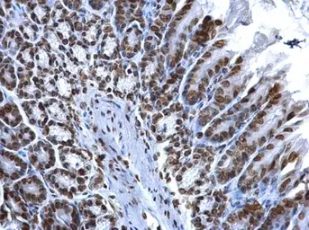 Anti-Histone H2A.X antibody used in IHC (Paraffin sections) (IHC-P). GTX108272