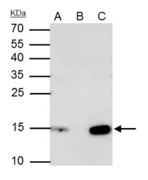 Anti-Histone H2A.X antibody used in Immunoprecipitation (IP). GTX108272
