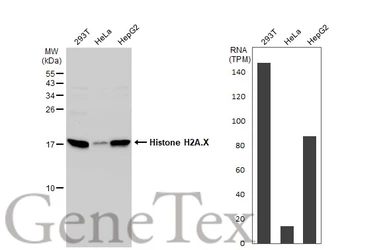Anti-Histone H2A.X antibody used in Western Blot (WB). GTX108272
