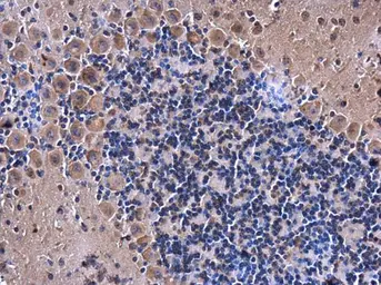 Anti-eRF1 antibody used in IHC (Paraffin sections) (IHC-P). GTX108296