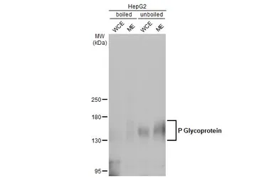 Anti-P Glycoprotein antibody used in Western Blot (WB). GTX108354