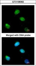Anti-PCBP2 antibody [C2C3], C-term used in Immunocytochemistry/ Immunofluorescence (ICC/IF). GTX108362